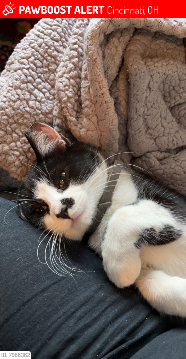 Lost Male Cat in Cincinnati, OH 45214 Named Goofy (ID 7988362) PawBoost