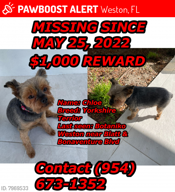 Lost Female Dog last seen Blatt blvd, Weston, FL 33326