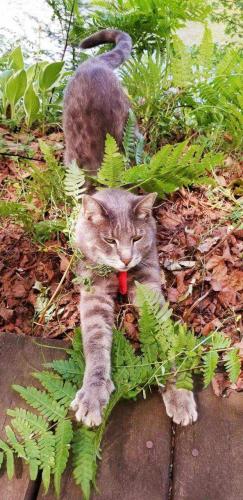 Lost Male Cat last seen 101st and 80th ct , Palos Hills, IL 60465
