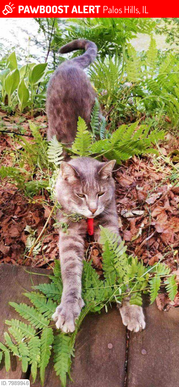 Lost Male Cat last seen 101st and 80th ct , Palos Hills, IL 60465