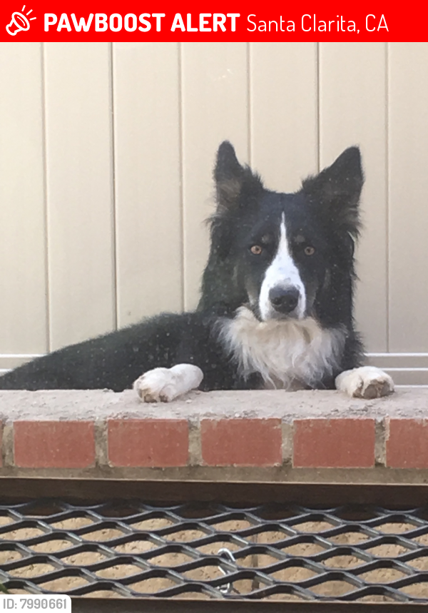 Santa Clarita, CA Lost Female Dog, Vegas Is Missing PawBoost