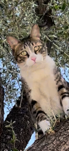 Lost Male Cat last seen 28th St Greenway , Phoenix, AZ 85032