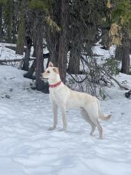 Reunited Male Dog last seen Dale rd modesto ca, Modesto, CA 95356