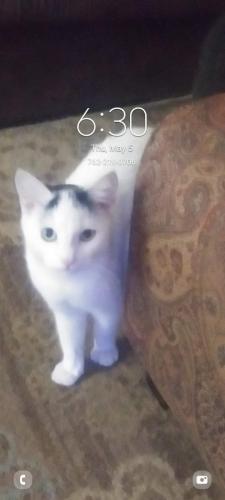 Lost Male Cat last seen David Lake rd and Ridgewood rd calhoun Ga, Calhoun, GA 30701