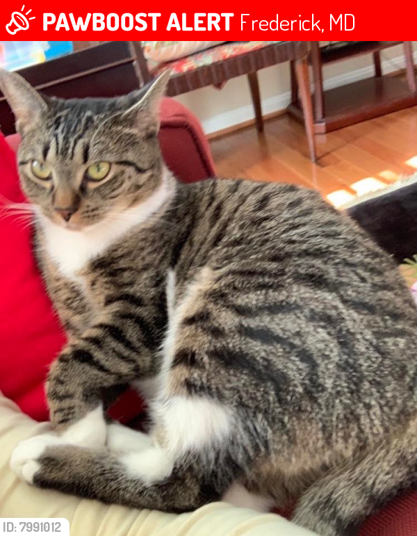 Lost Female Cat last seen Holden Road  & Lindley Road, Frederick, MD 21701