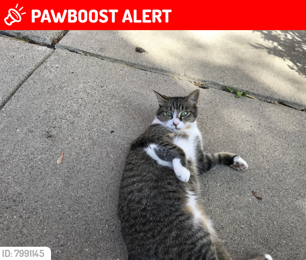 Lost Female Cat last seen Near x-way and Beech, Redford Charter Township, MI 48239