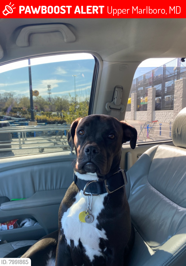 Upper Marlboro, MD Lost Female Dog, Dimond Is Missing PawBoost