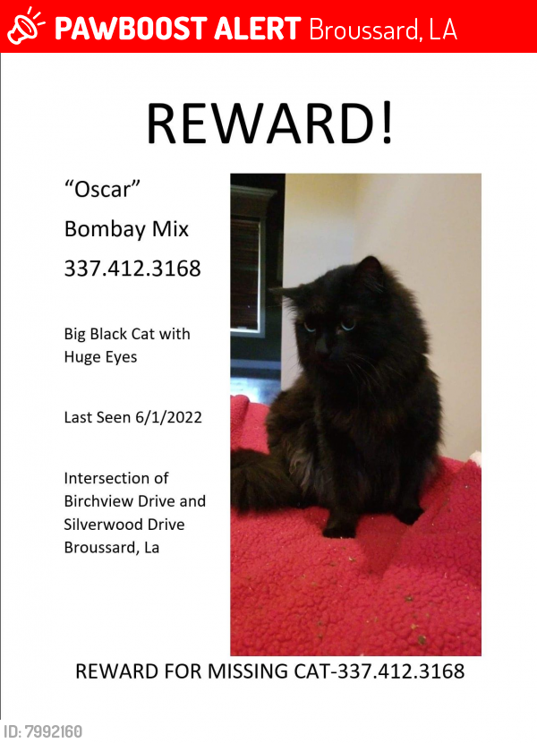 Lost Male Cat last seen Birchview Dr & Silverwood Drive, Broussard, LA 70518