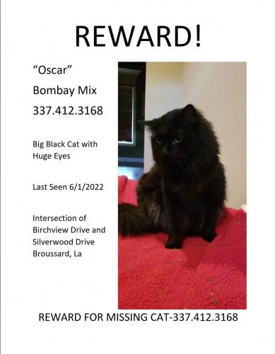 Lost Male Cat last seen Birchview Dr & Silverwood Drive, Broussard, LA 70518