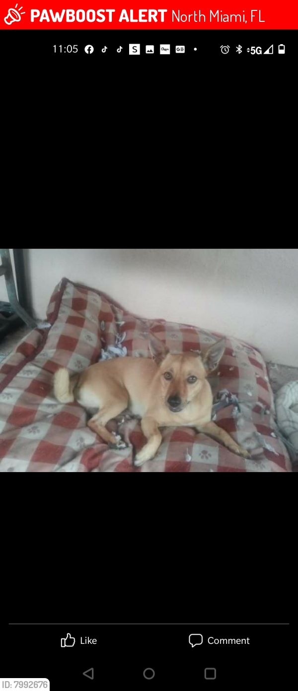 Lost Male Dog last seen North miami, North Miami, FL 33168