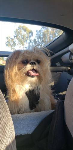 Lost Male Dog last seen Newport Blvd, Costa Mesa, CA 92627