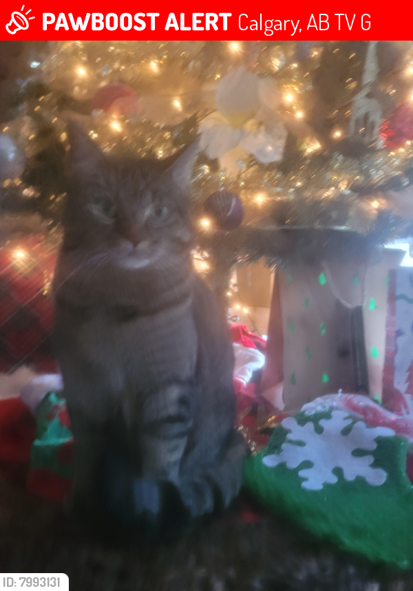 Lost Female Cat last seen Shopper elbow drive and 75ave. SW, Calgary, AB T2V 1G3