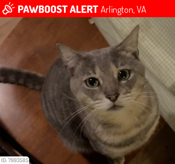 Lost Male Cat last seen S Fillmore St & Arlington Blvd, Arlington, VA 22204