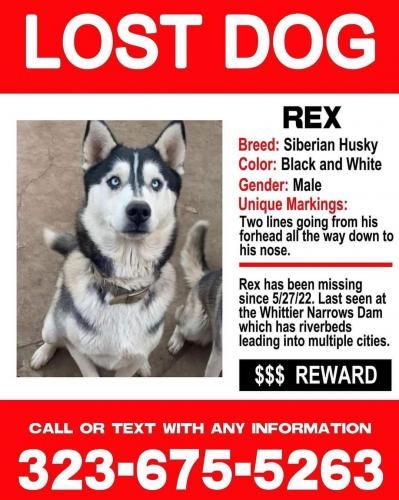 Lost Male Dog last seen Montebello, Montebello, CA 90640