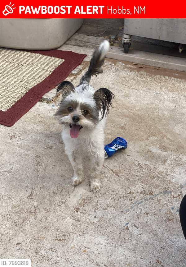 Lost Male Dog in Hobbs, NM 88240 Named Coco (ID 7993819) PawBoost