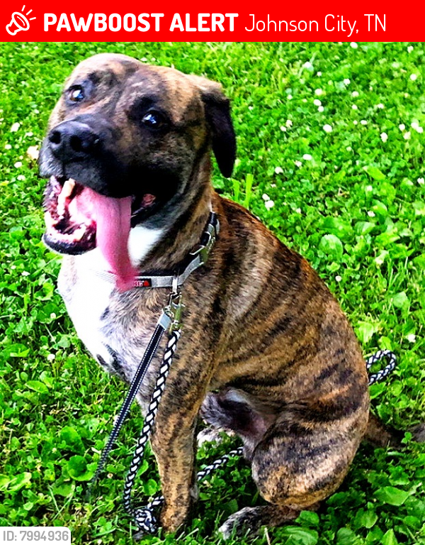 Johnson City, TN Lost Male Dog, Tyrone Is Missing PawBoost
