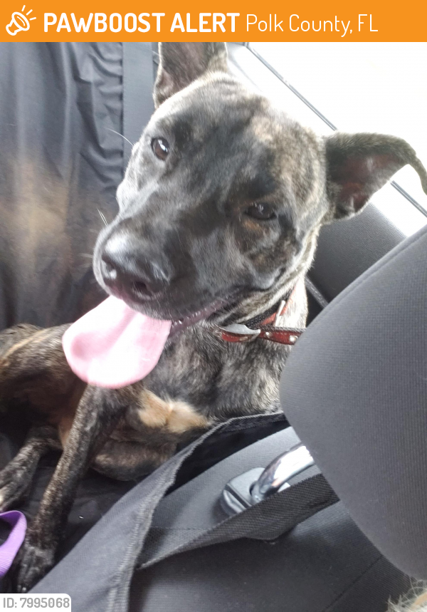 Surrendered Male Dog in Polk County, FL 33843 (ID 7995068) PawBoost