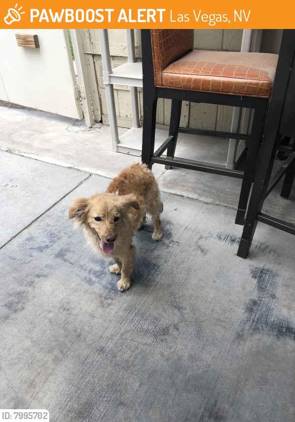 Found/Stray Dog in Las Vegas, NV 89103 (ID 7995702) PawBoost