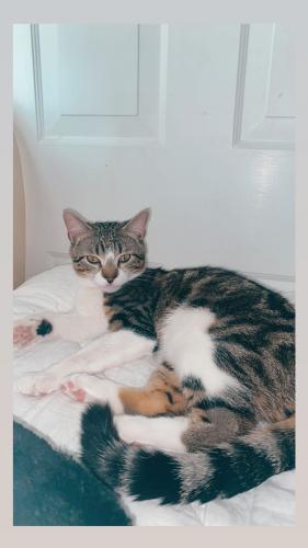 Lost Male Cat last seen Griffing ave , Danbury, CT 06810