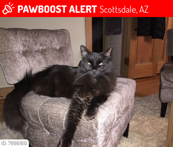 Lost Male Cat last seen Hayden and Chaparral, Scottsdale, AZ 85250