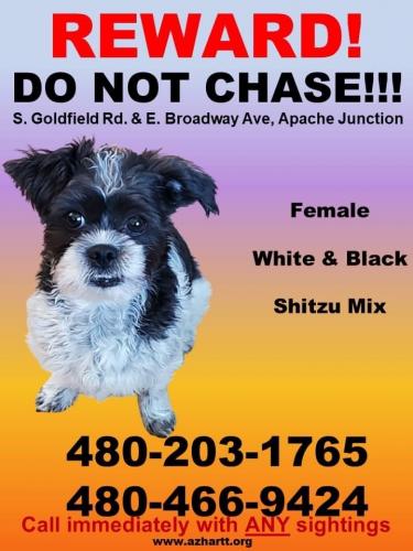 Lost Female Dog last seen Broadway Ave & Goldfield , Apache Junction, AZ 85119