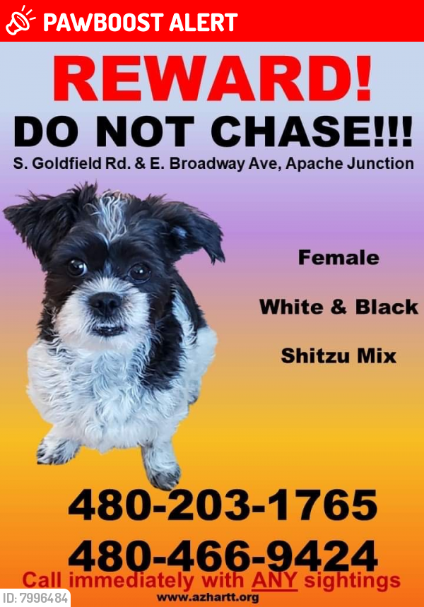 Lost Female Dog last seen Broadway Ave & Goldfield , Apache Junction, AZ 85119