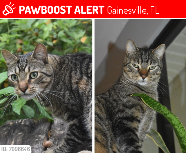 Lost Male Cat last seen NW 34th St and NW 39th Ave, Gainesville, FL 32605