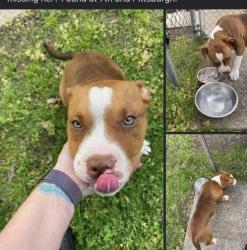 Reunited Female Dog last seen Marion and 7th, Tulsa, OK 74112