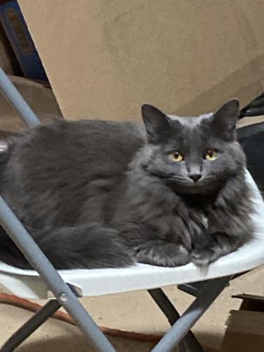 Lost Female Cat last seen Carefree South, Greenwood, IN 46142