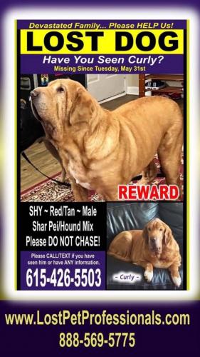 Lost Male Dog last seen Old Harding Rd, near Fernvale Community Church, Williamson County, TN 37062