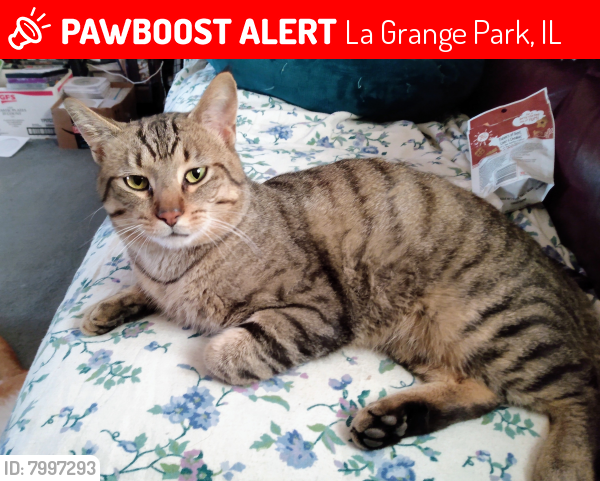Lost Male Cat last seen 31st street & Beach, La Grange Park, IL 60526