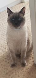 Lost Female Cat last seen Flower Lane & Forest Place, Vista, CA 92083