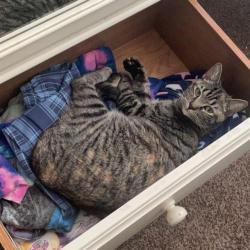Reunited Female Cat last seen Natchez Trail and Everglades Circle, Fort Worth, TX 76137