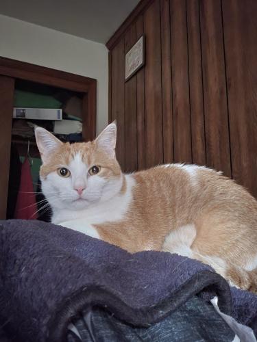 Lost Male Cat last seen DS Road, Redskins Stadium , Greater Landover, MD 20785