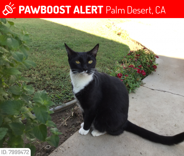 Lost Female Cat last seen Between DeAnza and Catalina, Palm Desert, CA 92260