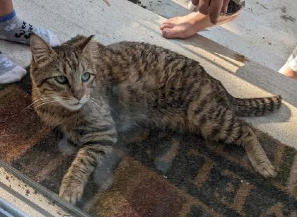 Shelter Stray Male Cat last seen Annandale, VA 22003, Fairfax, VA 22032