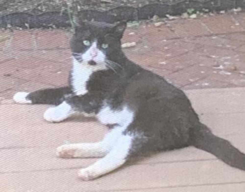 Shelter Stray Male Cat last seen Belle Haven, VA 22307, Fairfax, VA 22032
