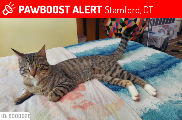 Lost Male Cat last seen Old barn road north and old barn road , Stamford, CT 06905