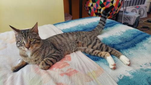 Lost Male Cat last seen Old barn road north and old barn road , Stamford, CT 06905