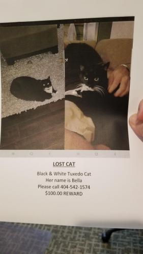 Lost Female Cat last seen Brook Hollow / Malibu, Norcross, GA 30071