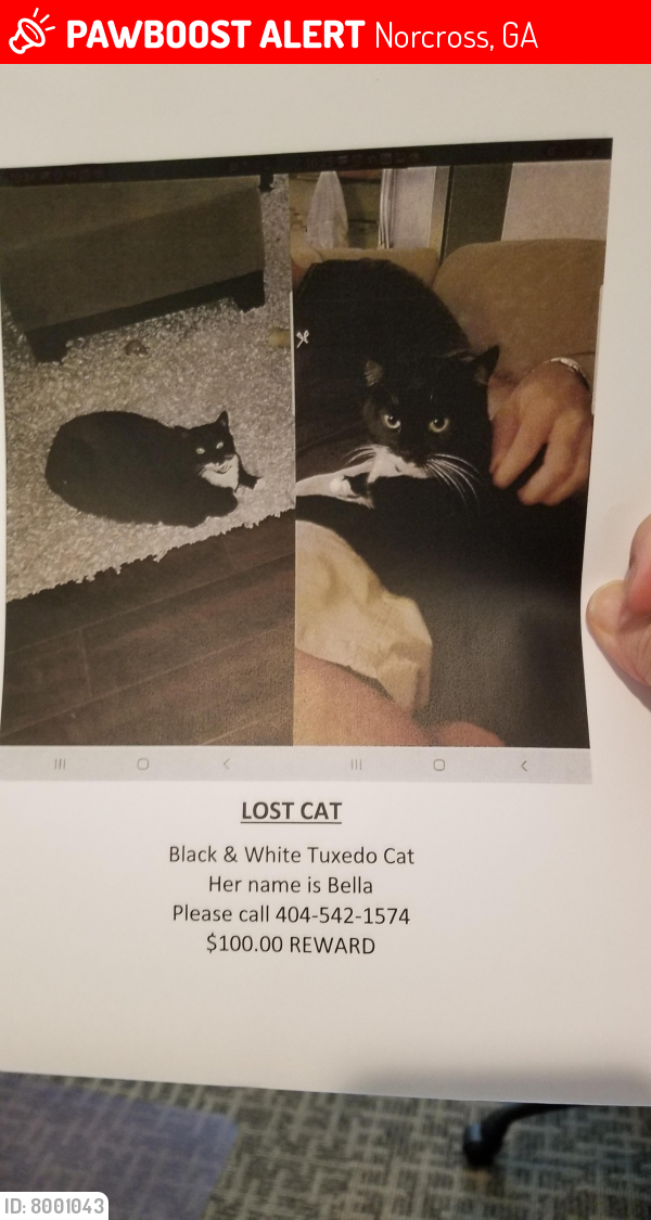 Lost Female Cat last seen Brook Hollow / Malibu, Norcross, GA 30071