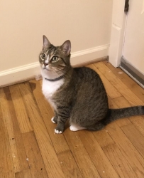 Lost Female Cat last seen Shoemaker Court and Rivaridge Drive, Marietta, GA 30060