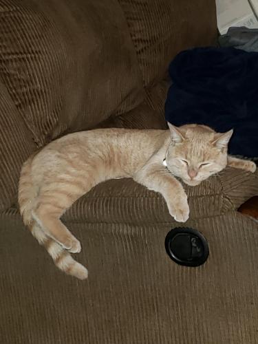 Lost Male Cat last seen Logan and Tell Ave, Hammond, IN 46320