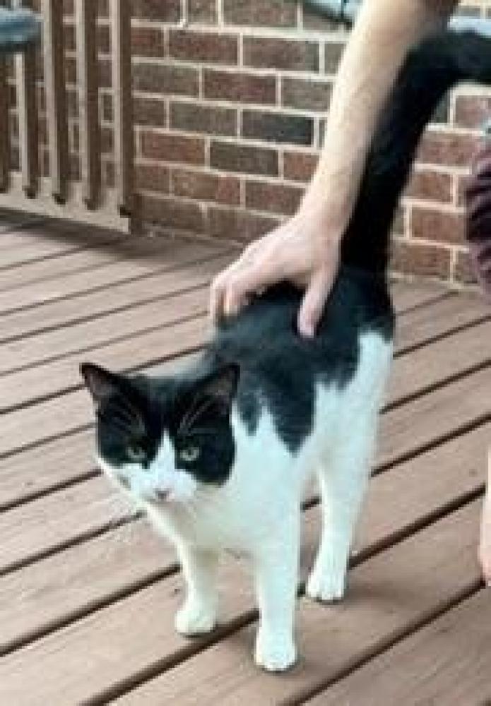 Shelter Stray Male Cat last seen Rose Hill, VA 22303, Fairfax, VA 22032