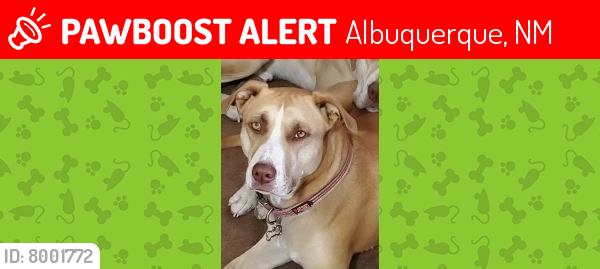 Albuquerque, NM Lost Female Dog, Pia Is Missing | PawBoost