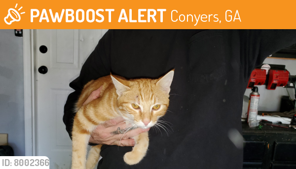 Rehomed Male Cat last seen Highway 138/Parker Rd, Conyers, GA 30094