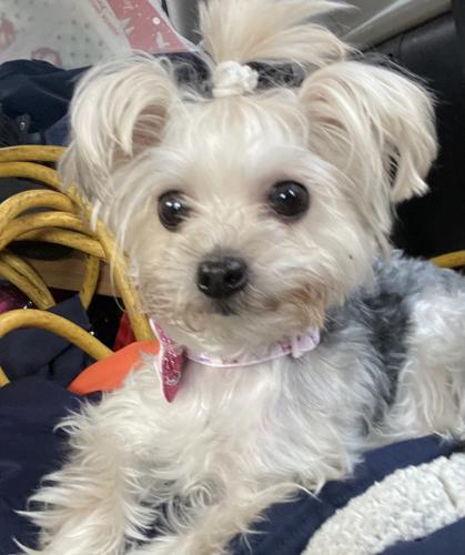 Lost Female Dog last seen Northave and keeler , Chicago, IL 60639