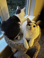 Reunited Female Cat last seen Meridian Parkside, Hampton roads center parkway , Newport News, VA 23601