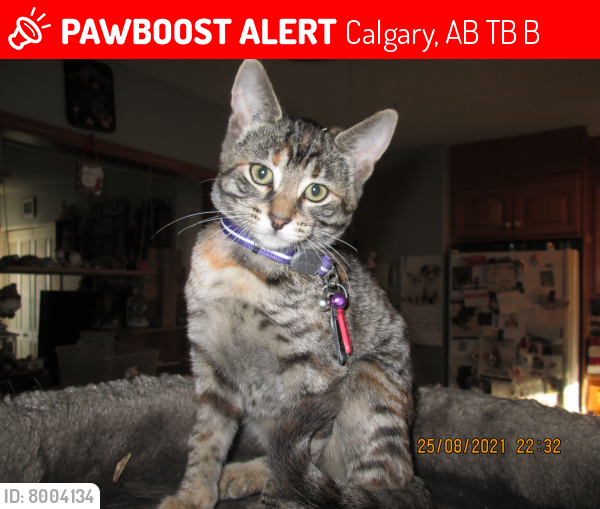 Lost Female Cat last seen Dover Ridge Bay, Calgary, AB T2B 2B5