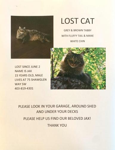 Lost Male Cat last seen Shawglen Way, Calgary, AB T2Y 1Y9